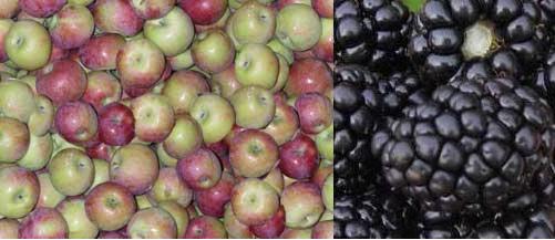 fruit time